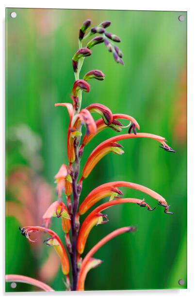 Cobra Lily Flower Acrylic by Neil Overy