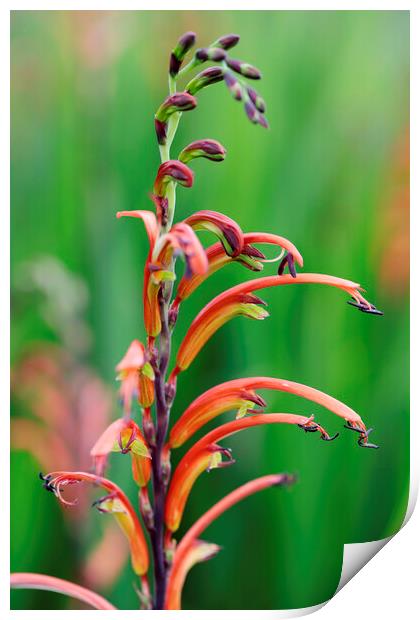 Cobra Lily Flower Print by Neil Overy