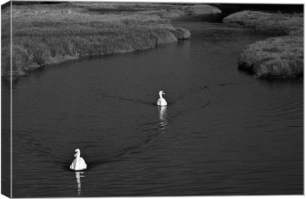 Two Swans Mono Canvas Print by Steve Purnell