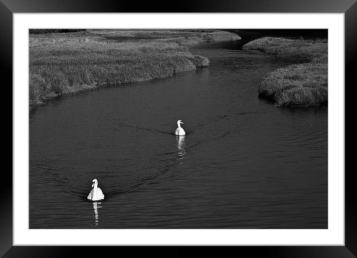 Two Swans Mono Framed Mounted Print by Steve Purnell