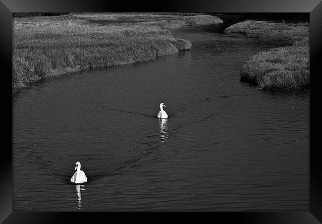 Two Swans Mono Framed Print by Steve Purnell