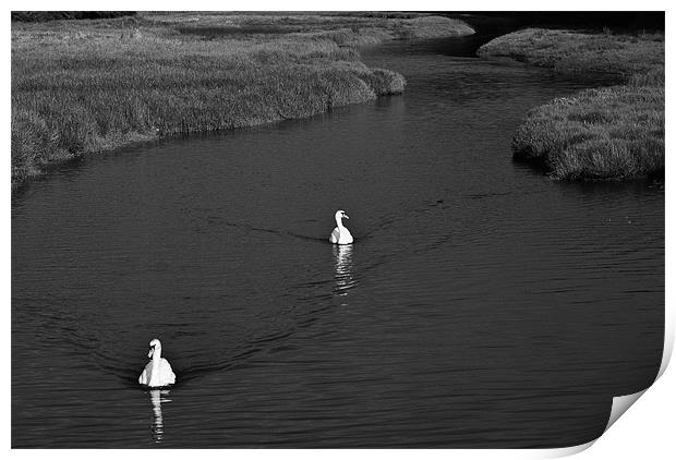 Two Swans Mono Print by Steve Purnell