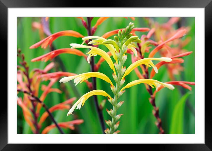 Cobra Lily Flower  Framed Mounted Print by Neil Overy