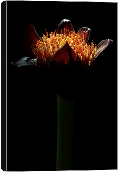 Paintbrush Lily Flower Canvas Print by Neil Overy