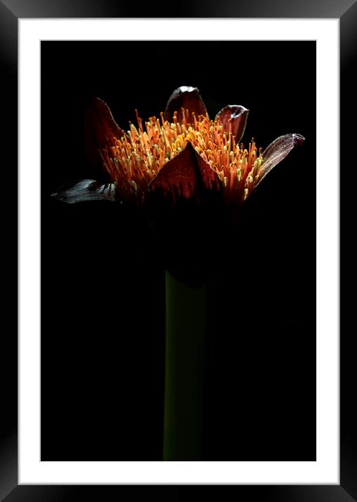 Paintbrush Lily Flower Framed Mounted Print by Neil Overy