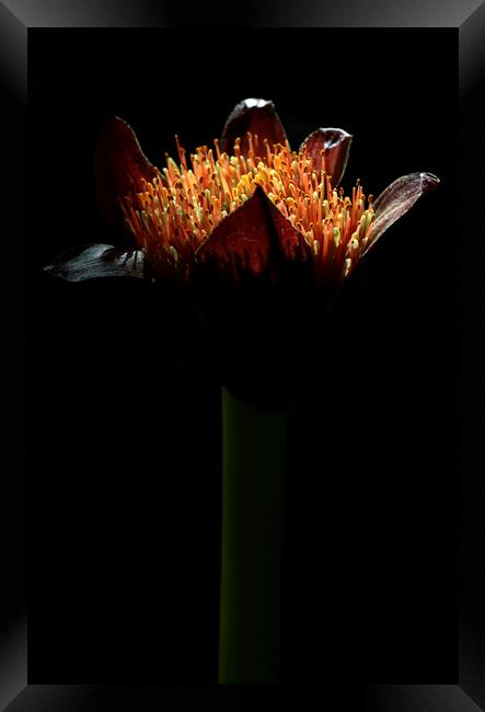 Paintbrush Lily Flower Framed Print by Neil Overy