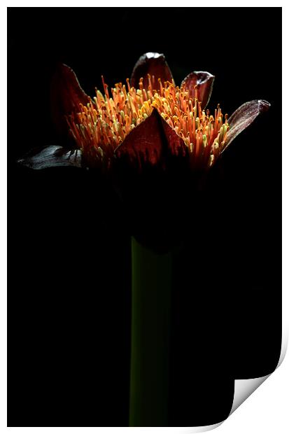 Paintbrush Lily Flower Print by Neil Overy