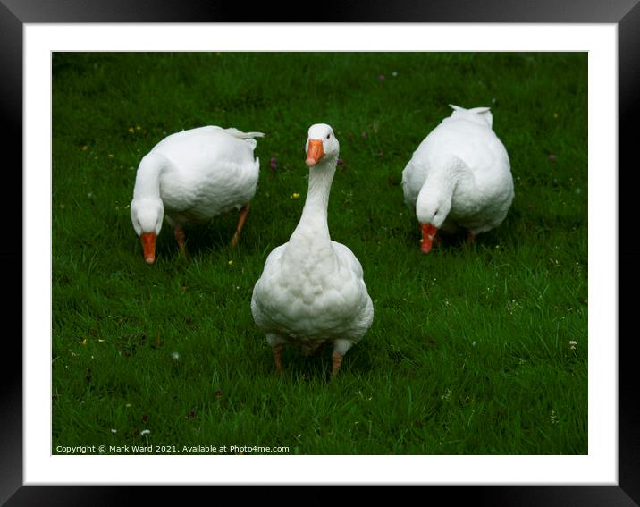 Three White Geese Framed Mounted Print by Mark Ward
