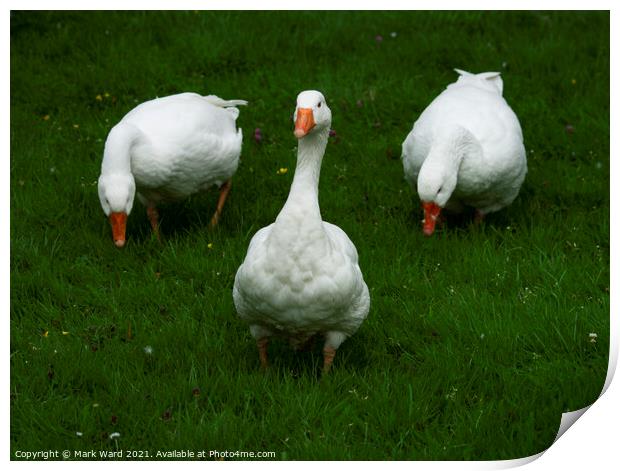 Three White Geese Print by Mark Ward