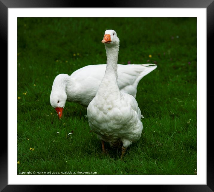 Two White Geese Framed Mounted Print by Mark Ward