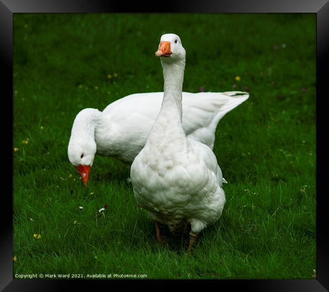 Two White Geese Framed Print by Mark Ward