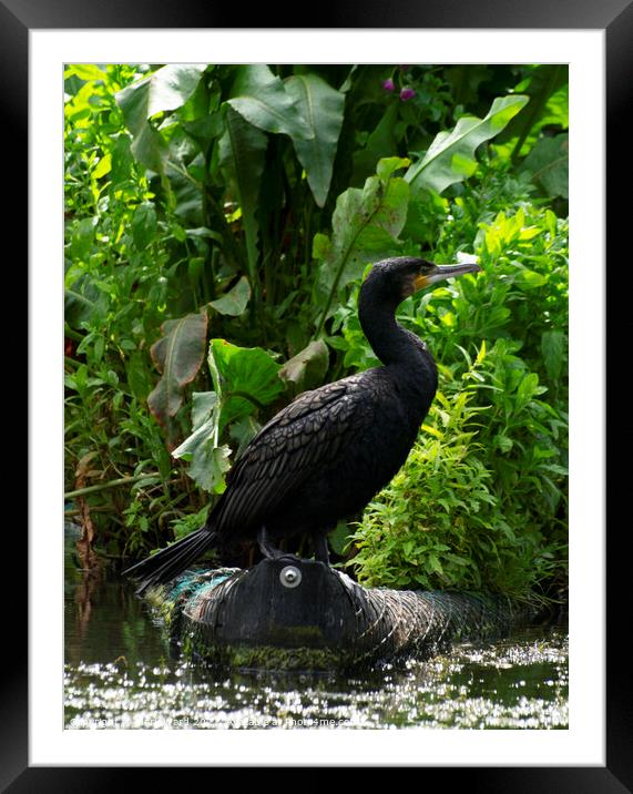 Cormorant in Repose Framed Mounted Print by Mark Ward