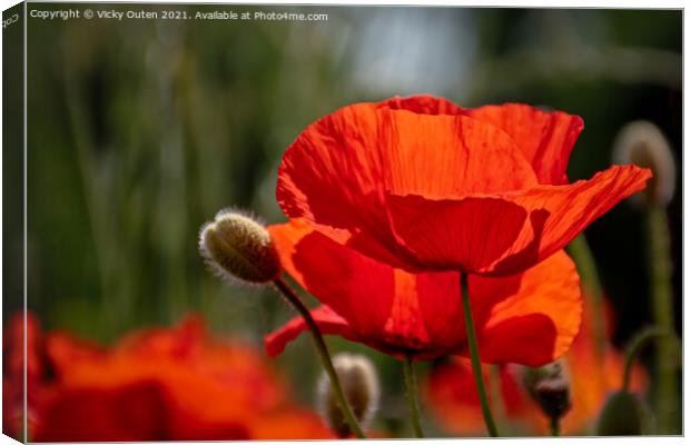 Red poppy in the sunshine Canvas Print by Vicky Outen