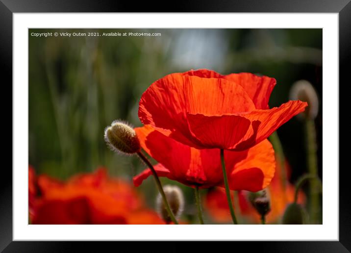 Red poppy in the sunshine Framed Mounted Print by Vicky Outen