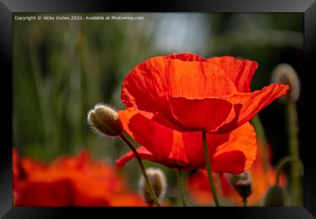 Red poppy in the sunshine Framed Print by Vicky Outen