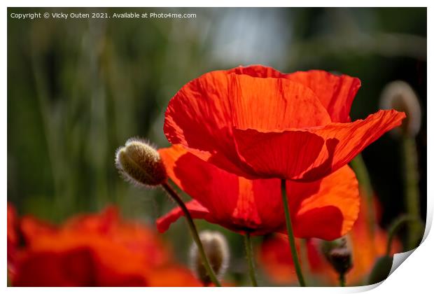 Red poppy in the sunshine Print by Vicky Outen