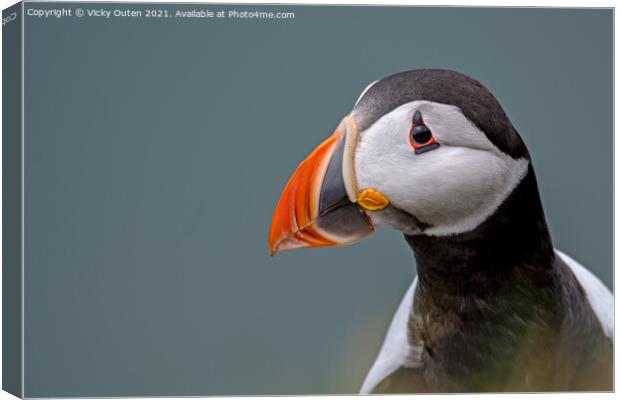 Puffin portrait Canvas Print by Vicky Outen