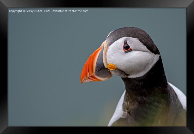Puffin portrait Framed Print by Vicky Outen