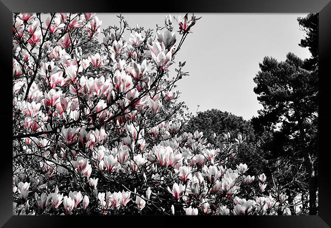 Magnolia Framed Print by Kelvin Futcher 2D Photography