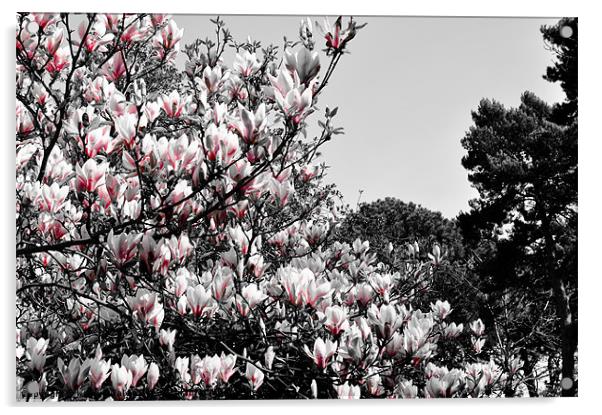 Magnolia Acrylic by Kelvin Futcher 2D Photography