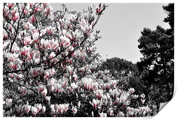 Magnolia Print by Kelvin Futcher 2D Photography