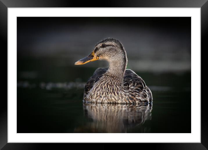 female mallard Framed Mounted Print by Alan Tunnicliffe