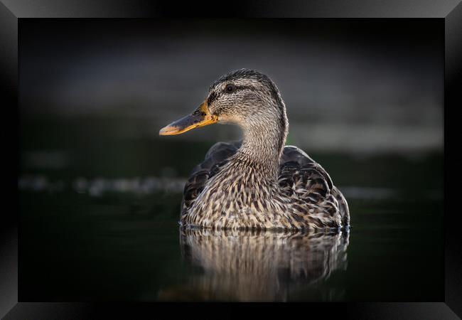 female mallard Framed Print by Alan Tunnicliffe