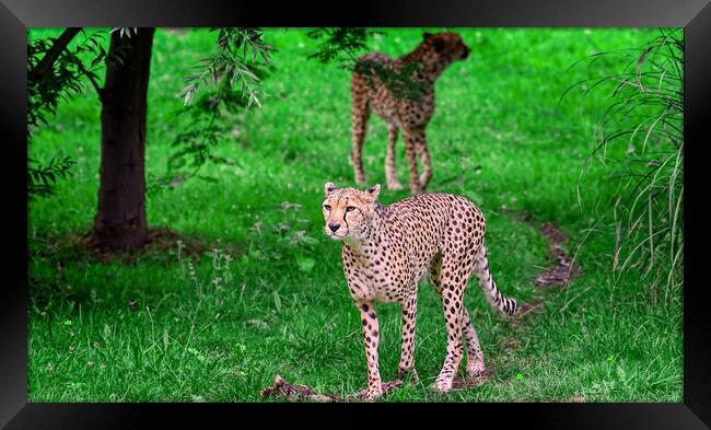 cheetah Framed Print by simon cowan