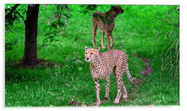 cheetah Acrylic by simon cowan