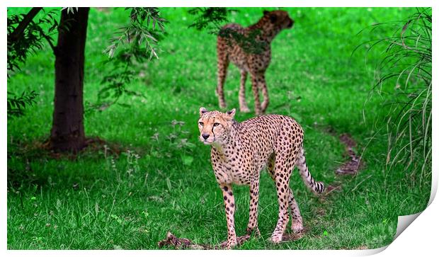 cheetah Print by simon cowan