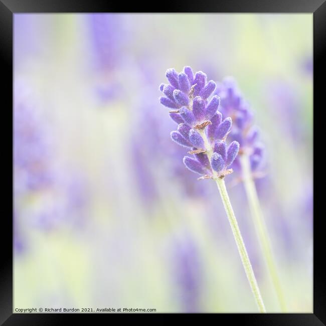 Lavender 1 Framed Print by Richard Burdon