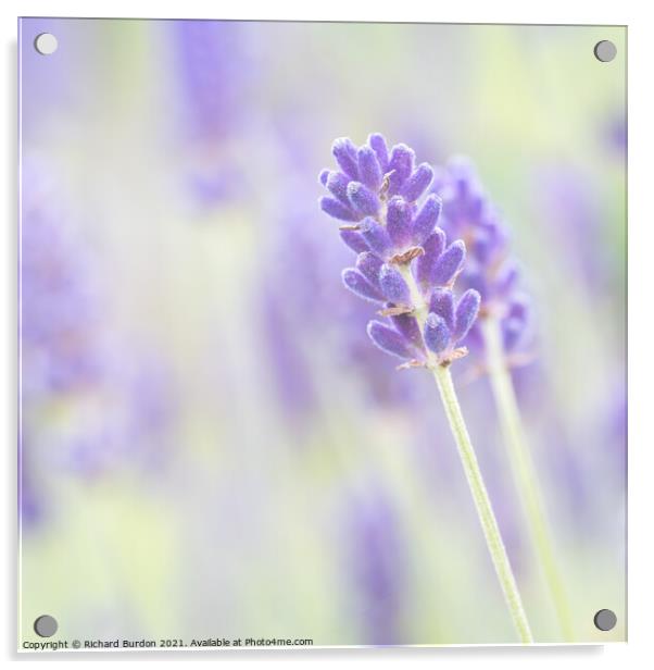 Lavender 1 Acrylic by Richard Burdon