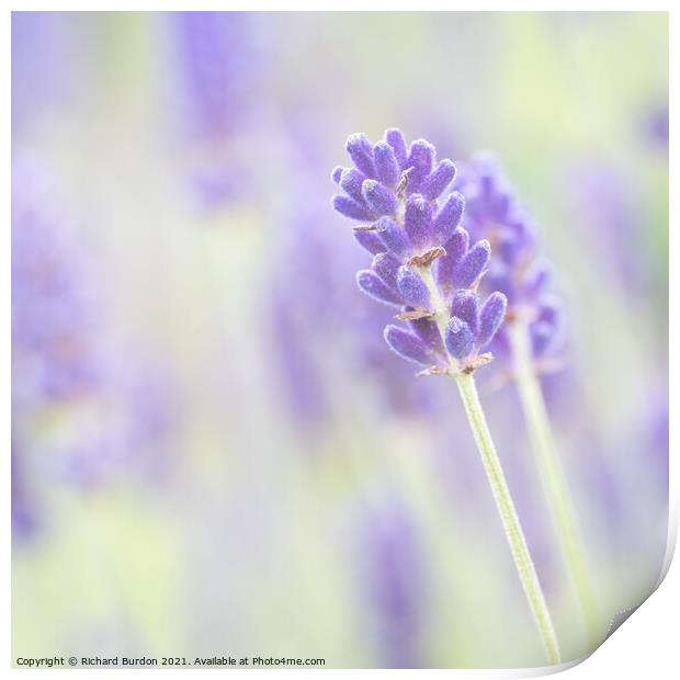Lavender 1 Print by Richard Burdon