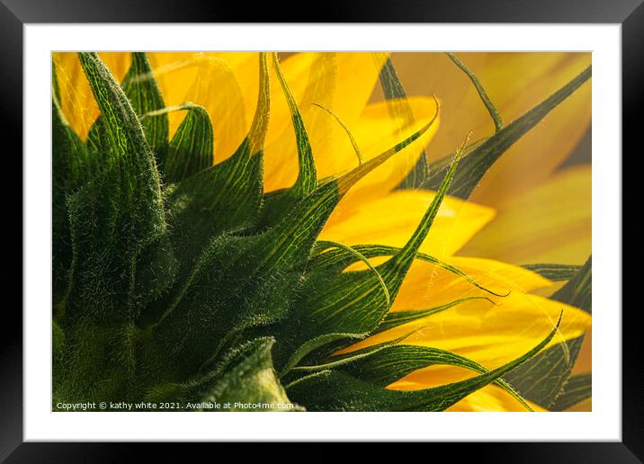 Abstract Sunflowers Framed Mounted Print by kathy white