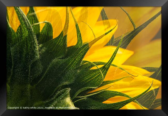 Abstract Sunflowers Framed Print by kathy white