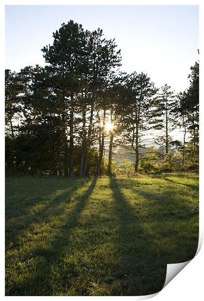 Through the trees Print by Ian Middleton