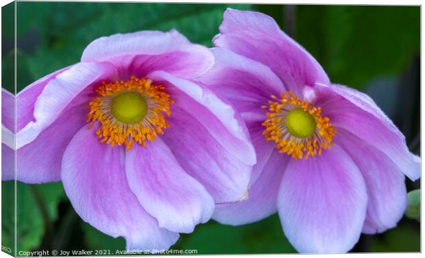 Two Japanese anemone flowers Canvas Print by Joy Walker