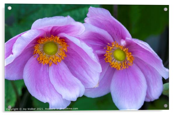 Two Japanese anemone flowers Acrylic by Joy Walker