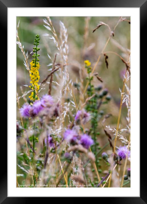 Wild yellow Agrimony flower spikes  Framed Mounted Print by Joy Walker