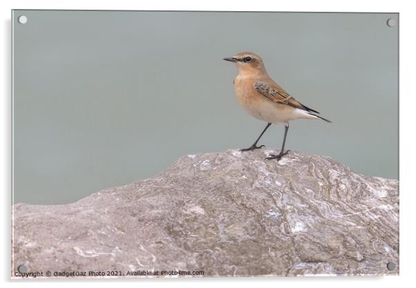 Wheatear Acrylic by GadgetGaz Photo