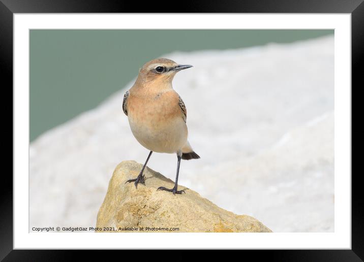 Wheatear Framed Mounted Print by GadgetGaz Photo