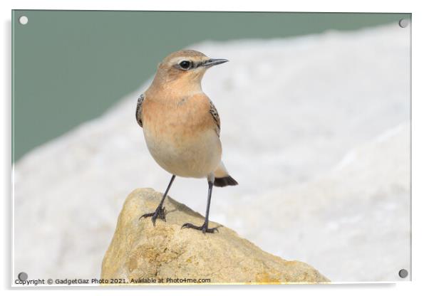 Wheatear Acrylic by GadgetGaz Photo