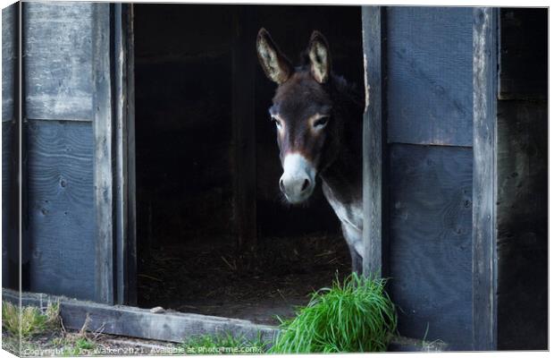 A donkey looking out of his stable Canvas Print by Joy Walker