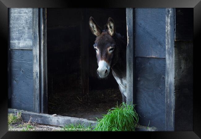 A donkey looking out of his stable Framed Print by Joy Walker