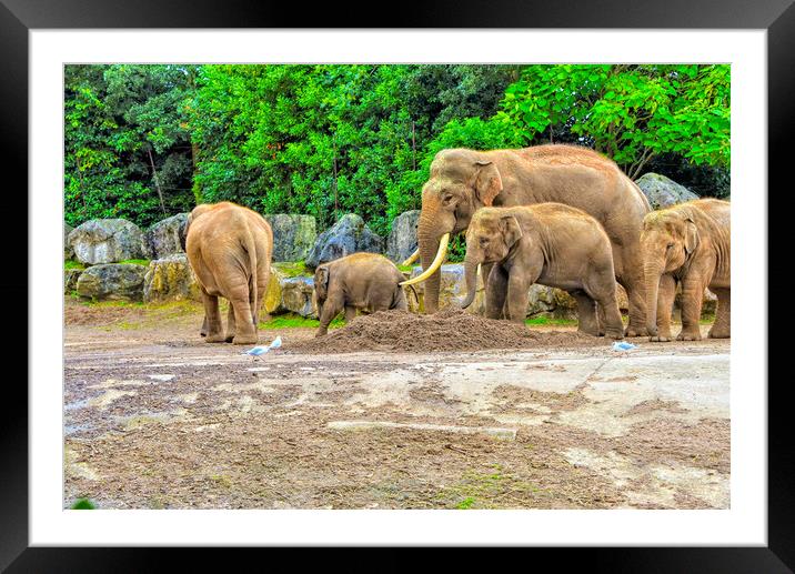 A family of elephants having a walk out Framed Mounted Print by simon cowan