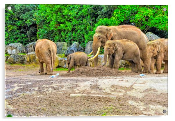 A family of elephants having a walk out Acrylic by simon cowan
