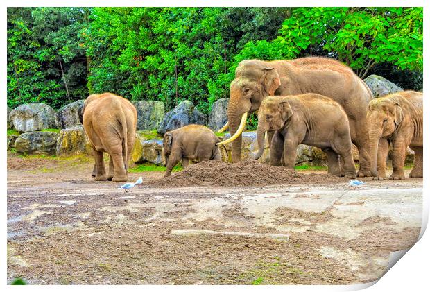 A family of elephants having a walk out Print by simon cowan