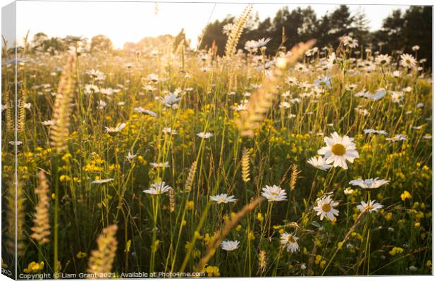 Oxeye Daisy (Leucanthemum vulgare) in a summer meadow of wild fl Canvas Print by Liam Grant