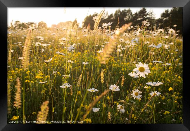 Oxeye Daisy (Leucanthemum vulgare) in a summer meadow of wild fl Framed Print by Liam Grant