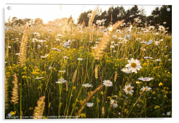 Oxeye Daisy (Leucanthemum vulgare) in a summer meadow of wild fl Acrylic by Liam Grant